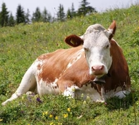 Classification – Déconsidération et déqualification : les deux mamelles du projet de l’UCANSS